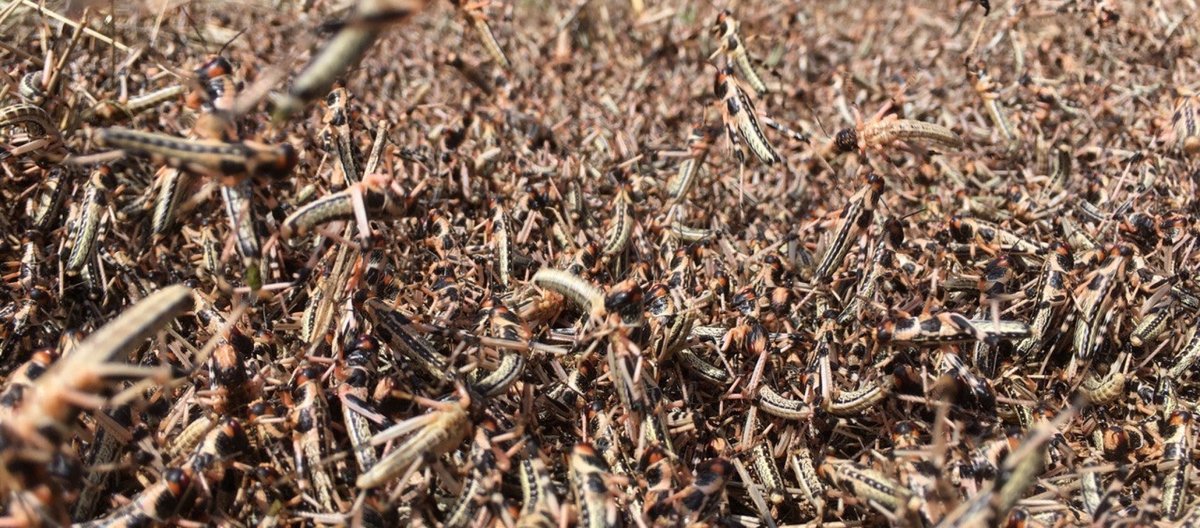 Plague of locusts in Kenya. Countless locusts in one place.