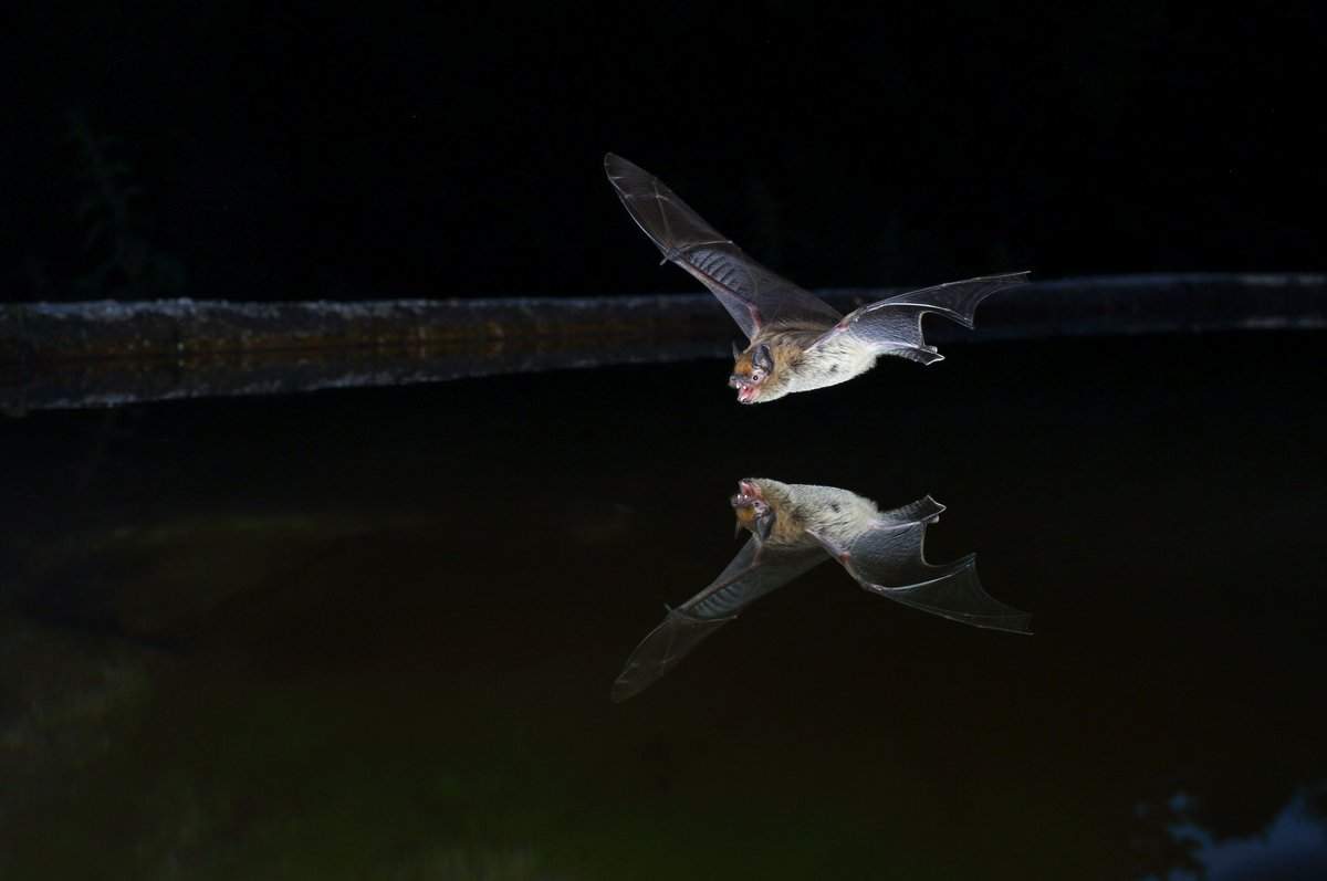 A bat flies over a water surface on which it is reflected.