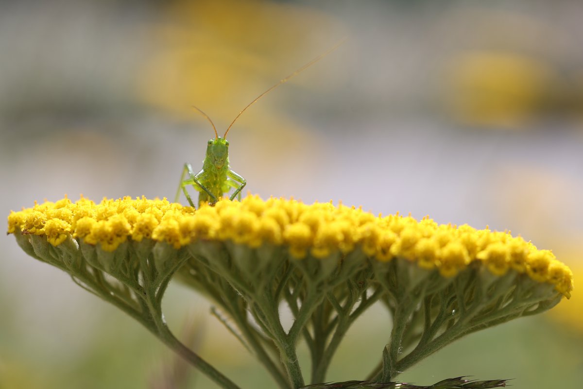 [Translate to Englisch:] Grüner Grashüpfer schaut über eine gelbe Blume hinweg.